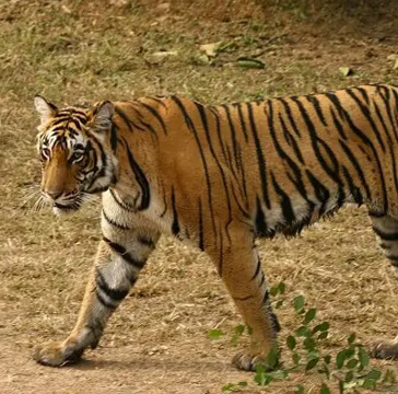 Rajaji National Park